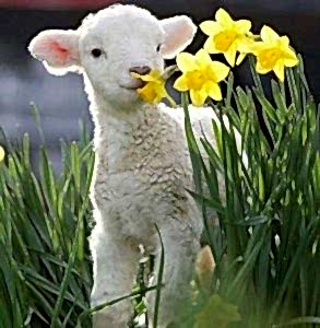 Spring Lamb