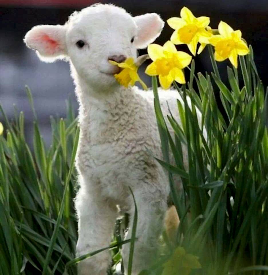 spring lamb